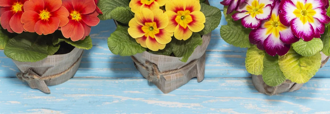 Drei Blumentöpfe mit Primeln